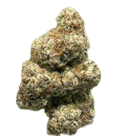 KING LOUIE XIII